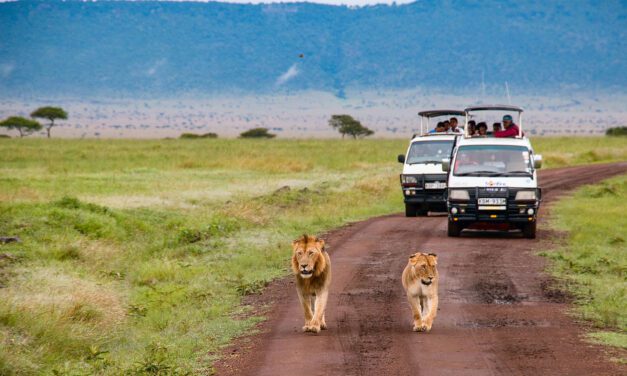 Awakening the Wild Within: A Kenyan Safari Adventure